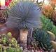 YUCCA ROSTRATA  exotic blue color joshua tree hardy desert caudex cacti 4" plant