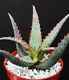 Aloe cultivar SUNSET, exotic hybrid rare blue red color succulent cacti plant 4"
