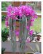 Aporocactus Flagelliformis ~ Stunning Rat Tail Cactus ~ Pink Flowers ~ 5 Seeds