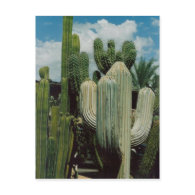 Southwest Cactus Postcard