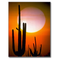 Saguaro cactus, Sonoran Desert, U.S.A. Desert Postcards