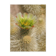 Cactus Bloom Post Cards