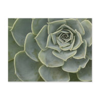 Cactus pattern post card
