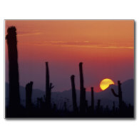 Saguaro Cactus Carnegiea gigantea), Sunset, Postcard