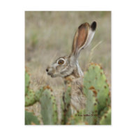 Jack Rabbit - Cactus - 2 - 2009 Postcards