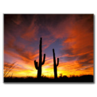 North America, USA, Arizona, Sonoran Desert. Post Card