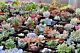 100 Rare Mixed Succulents Seeds Mini Potted Flower Organic S015
