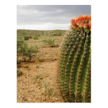 Cactus Flowers 007 Postcard