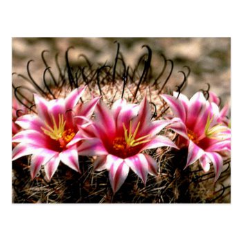Fishhook Cactus Postcard