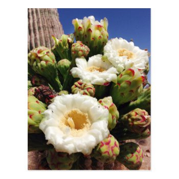 Saguaro Cactus Blossom - Arizona State Flower Postcard