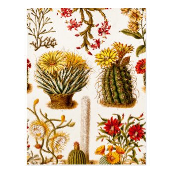 Vintage 1911 Cactus Flower Old Floral Illustration Postcard