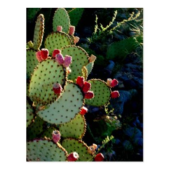 Prickly Pear Cactus Postcard