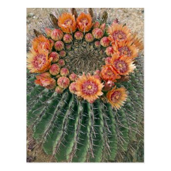 Cactus Flowers 002d Postcard