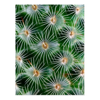 Cactus Postcard