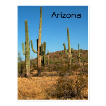 Saguaro cactus, Arizona - postcard