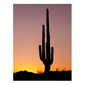 Saguaro Cactus at Sunset Postcard
