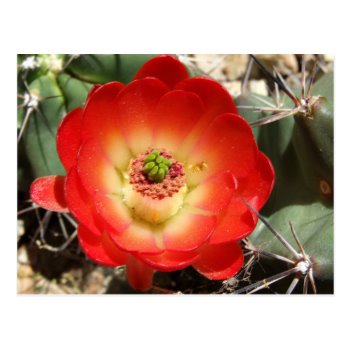 Claret Cup Cactus Blossom Postcard