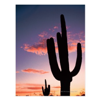 Cactus at sunset , Saguaro National Park , Postcard