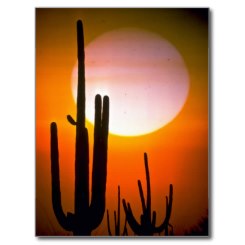 Saguaro cactus, Sonoran Desert, U.S.A. Desert at Sunset Postcard