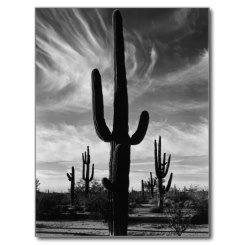 Saguaros Cactus Arizona