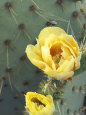 Saguaro Cactus Print Wall Decor