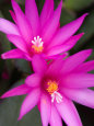 Sunrise Cactus Flowers Artwork